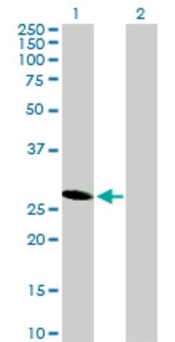 Anti-HES6 antibody produced in mouse