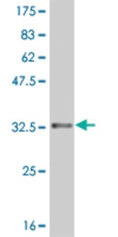 ANTI-HES2 antibody produced in mouse