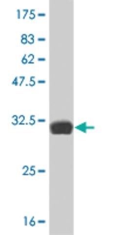 ANTI-HES2 antibody produced in mouse