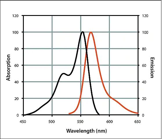 Anti-Goat IgG (H+L), CF<sup>TM</sup> 555 antibody produced in rabbit