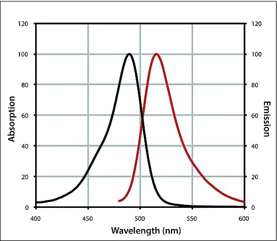 Anti-Goat IgG (H+L), CF<sup>TM</sup> 488A antibody produced in chicken