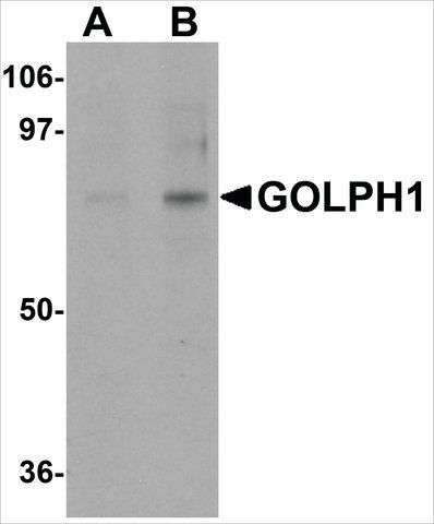 Anti-GOLPH1 antibody produced in rabbit