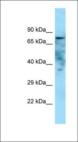 Anti-GOLIM4 antibody produced in rabbit