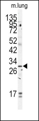 Anti-GOLPH3 (C-term) antibody produced in rabbit