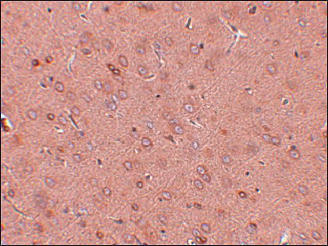 Anti-GOLPH2 antibody produced in rabbit