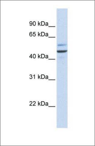 Anti-GOLM1 antibody produced in rabbit