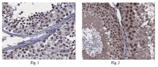 Anti-Goosecoid 2 Antibody