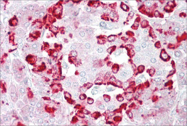 Anti-GP2 antibody produced in rabbit