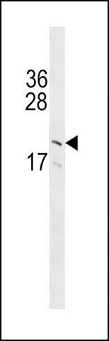 ANTI-GP9 (C-TERM) antibody produced in rabbit