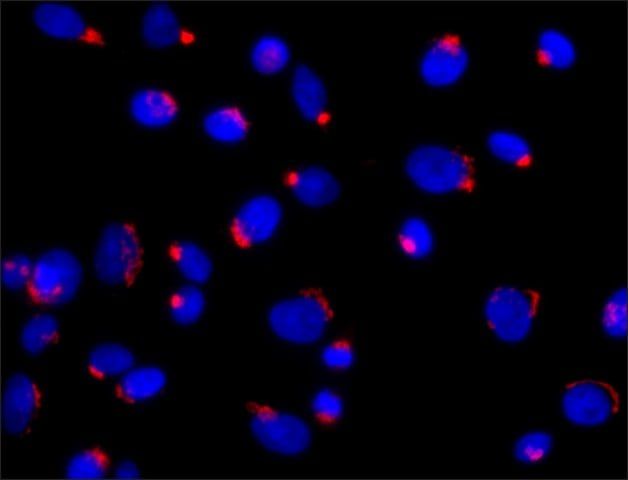 Anti-Golph3 (N-terminal) antibody produced in rabbit