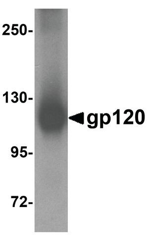 Anti-gp120 antibody produced in rabbit