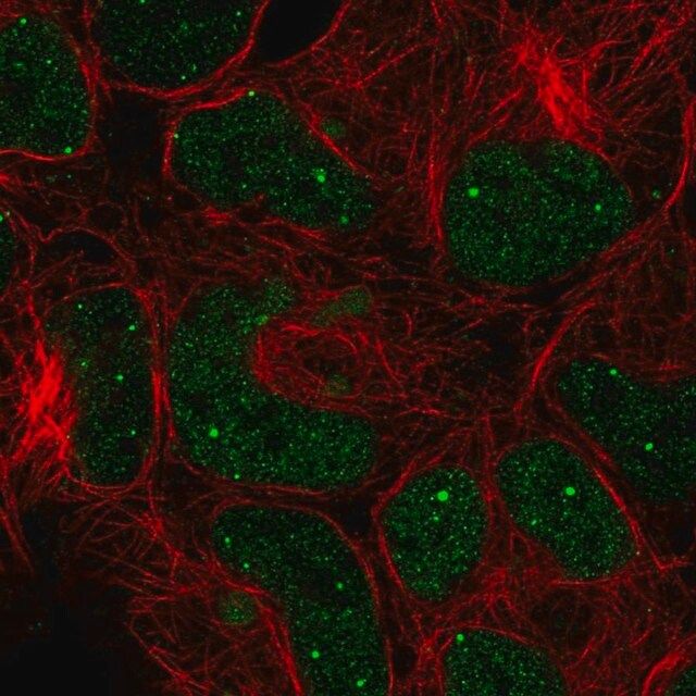 Anti-GON4L antibody produced in rabbit