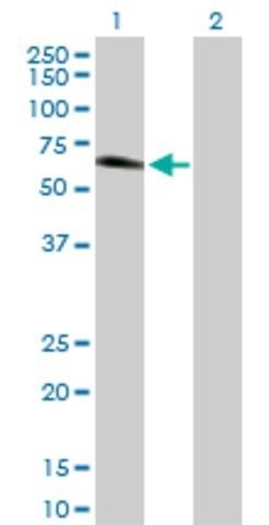 Anti-GOLM1 antibody produced in rabbit