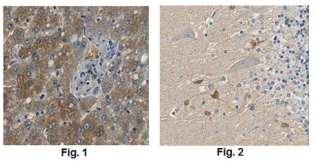 Anti-GOT1 Antibody, clone 1F5.2