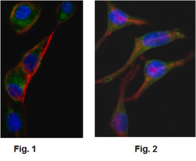 Anti-GOT2, clone 3E9 Antibody