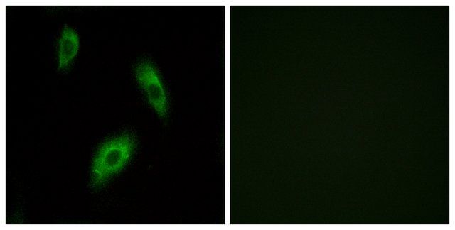 Anti-GPR174 antibody produced in rabbit