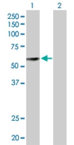 Anti-GDF10 antibody produced in mouse