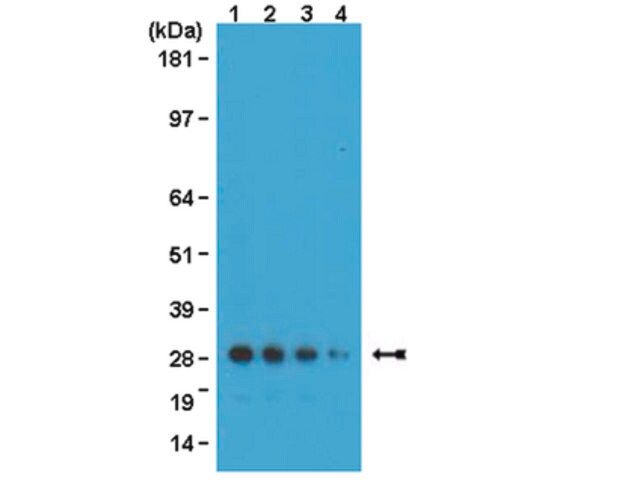 Anti-GFP Antibody, clone 3F8.2