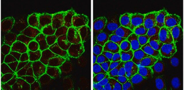 Anti-Ghrelin Antibody, clone 1ML-1D7