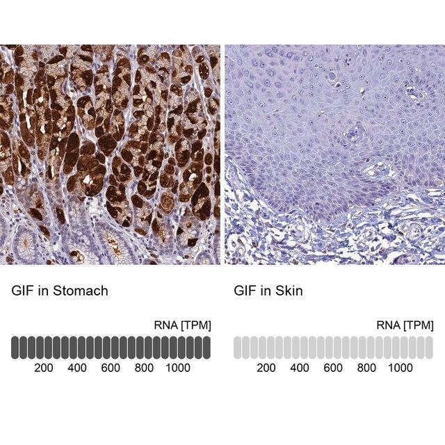 Anti-GIF antibody produced in rabbit