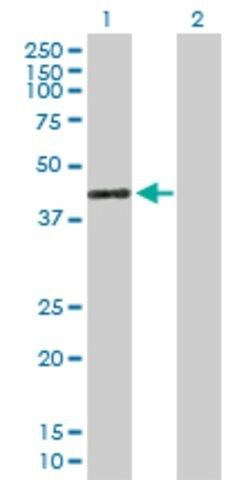 Anti-GIMAP4 antibody produced in mouse