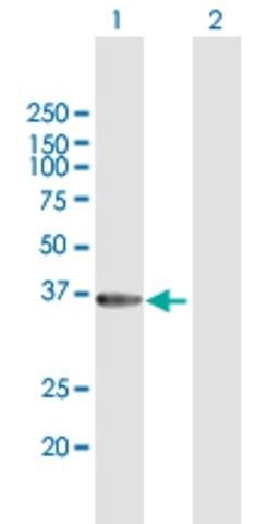 Anti-GIMAP6 antibody produced in mouse