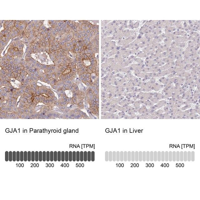 Anti-GJA1 antibody produced in rabbit