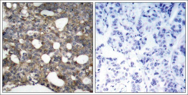 Anti-GJA1 (Ab-367) antibody produced in rabbit