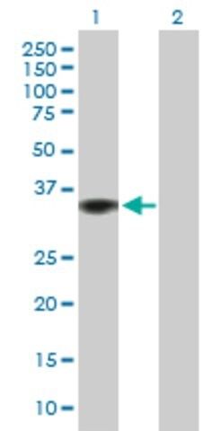 Anti-GIMAP2 antibody produced in mouse