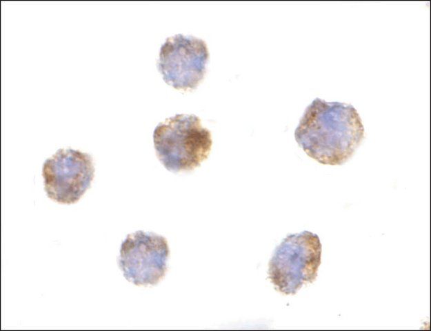 Anti-GITRL antibody produced in rabbit