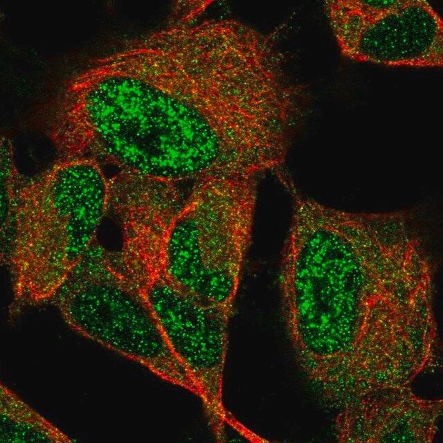 Anti-GIMAP6 antibody produced in rabbit