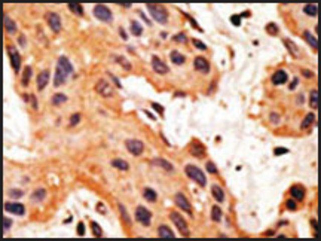 Anti-GJA8 (N-term) antibody produced in rabbit