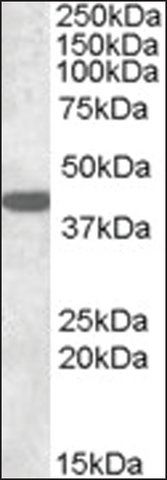 Anti-GJA1 antibody produced in goat