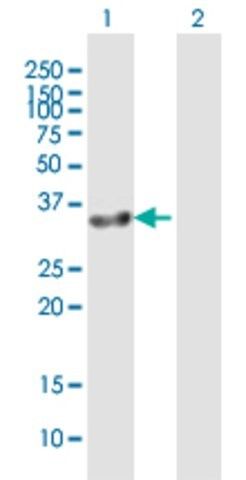 Anti-GIMAP7 antibody produced in mouse