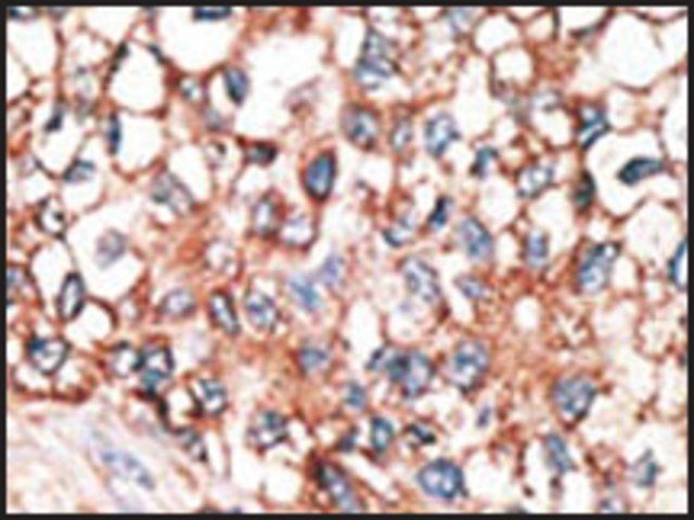 Anti-GJA10 (N-term) antibody produced in rabbit