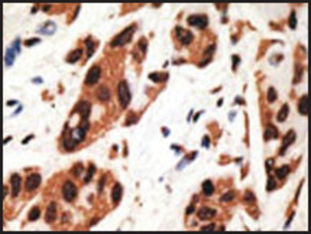 Anti-GJA4 (C-term) antibody produced in rabbit