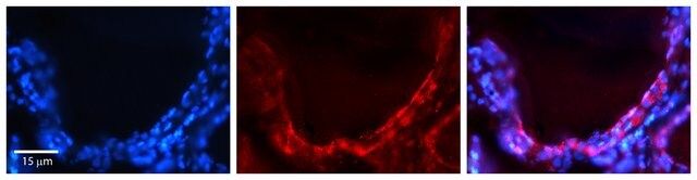 Anti-GJA1 antibody produced in rabbit