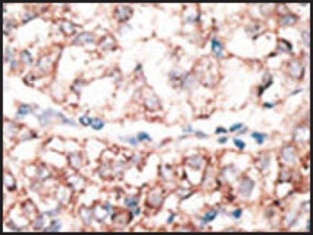 Anti-GJA3 (C-term) antibody produced in rabbit