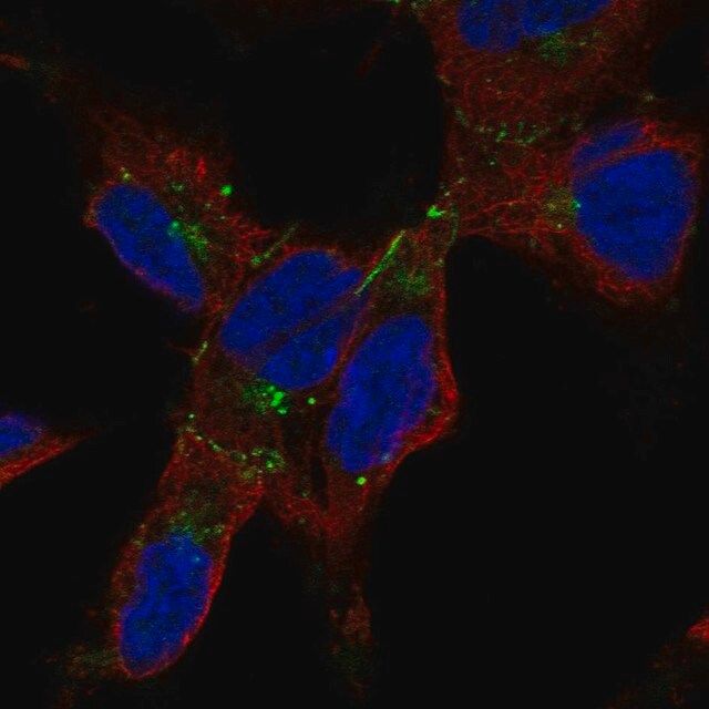 Anti-GJA1 antibody produced in rabbit