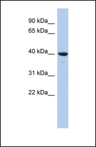 Anti-GLRX3, (N-terminal) antibody produced in rabbit