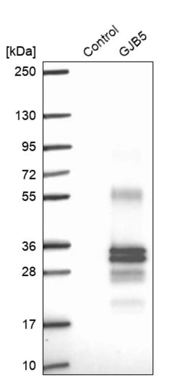 Anti-GJB5 antibody produced in rabbit