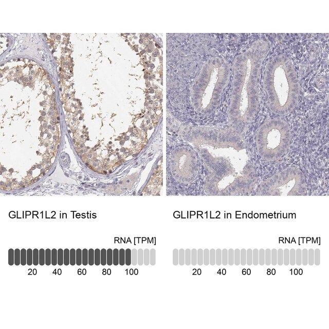 Anti-GLIPR1L2 antibody produced in rabbit