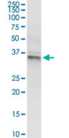 Anti-GLRX3 antibody produced in rabbit