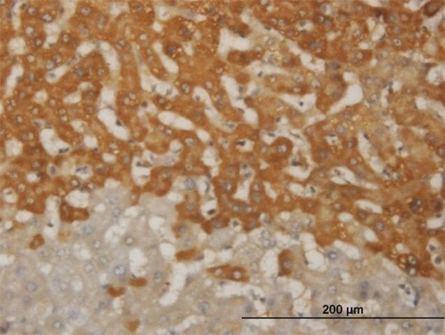 ANTI-FOXO1A antibody produced in mouse