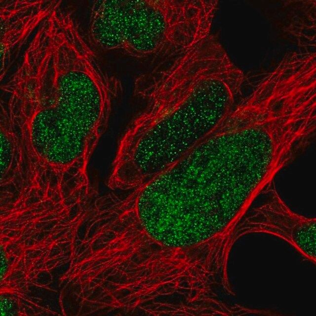 Anti-FOXP2 antibody produced in rabbit