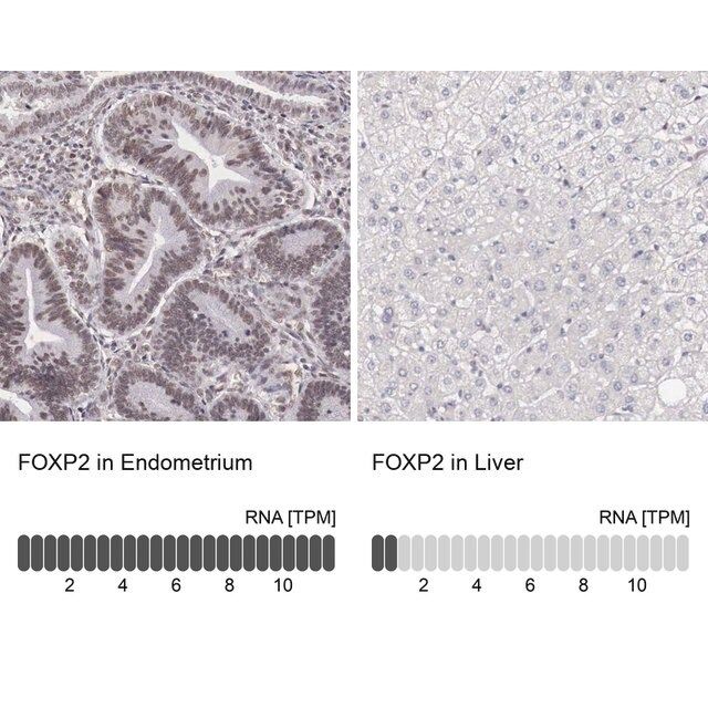 Anti-FOXP2 antibody produced in rabbit