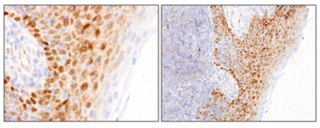 Anti-FoxP2 Antibody, clone FOXP2-73A/8