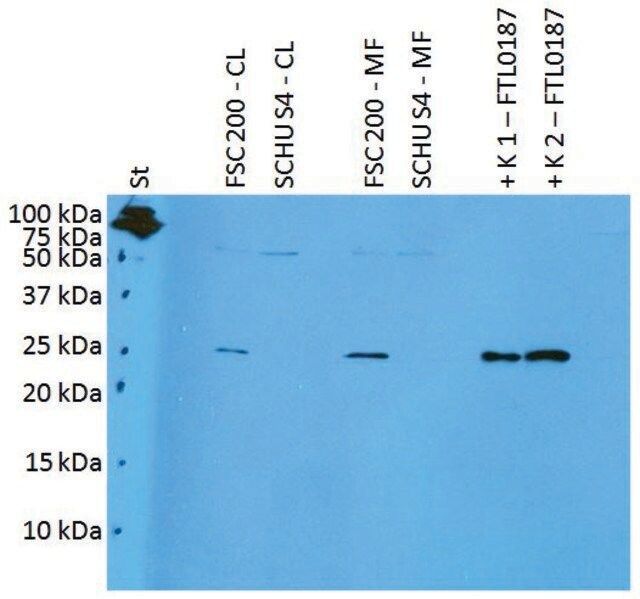 Anti-FTL0187 (F. tularensis ssp holarctica) antibody produced in rabbit