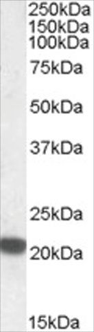 Anti-FTH1 antibody produced in goat