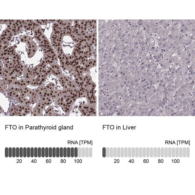 Anti-FTO antibody produced in rabbit